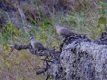 Inca Dove